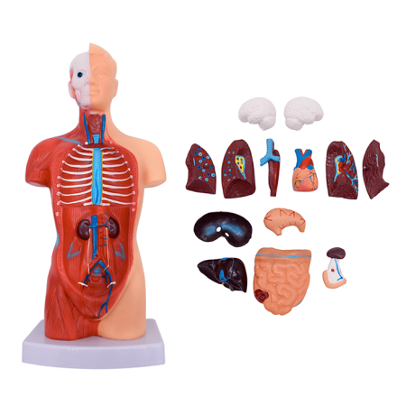 Модель «Торс человека», 28 см (разборная)